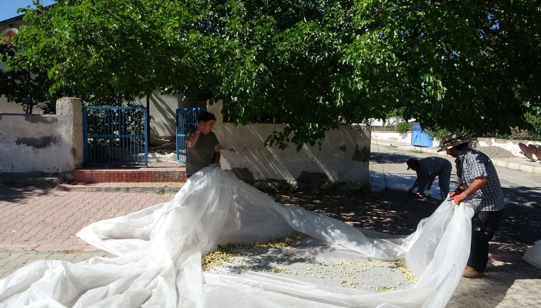 Zahmetli yolculuk başladı! Pekmez ve pestil olarak tüketiliyor, demir, potasyum, kalsiyum, magnezyum zengini