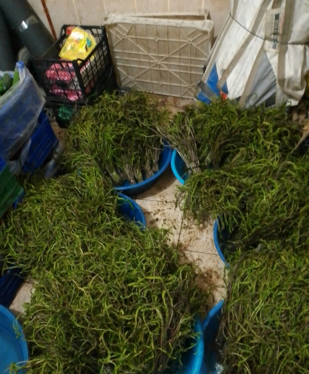 Dağlardan bedavaya toplanıyor, 100 TL'ye satılıyor: "Aydın'ın nimeti" olarak bilinen şifalı bitki 76