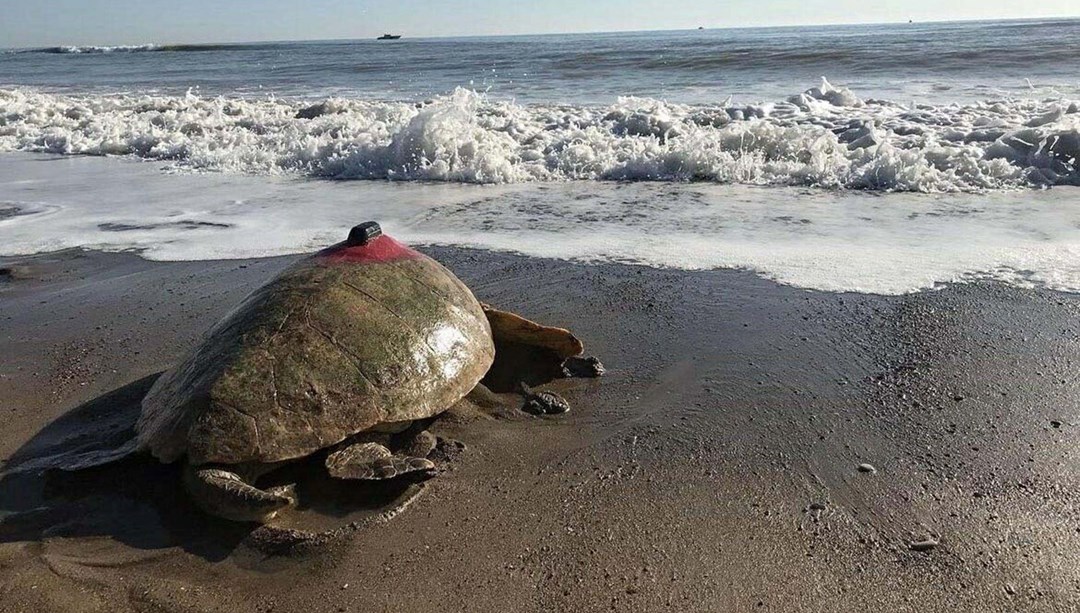 Tatilcilere caretta caretta uyarısı: Sakın dokunmayın!