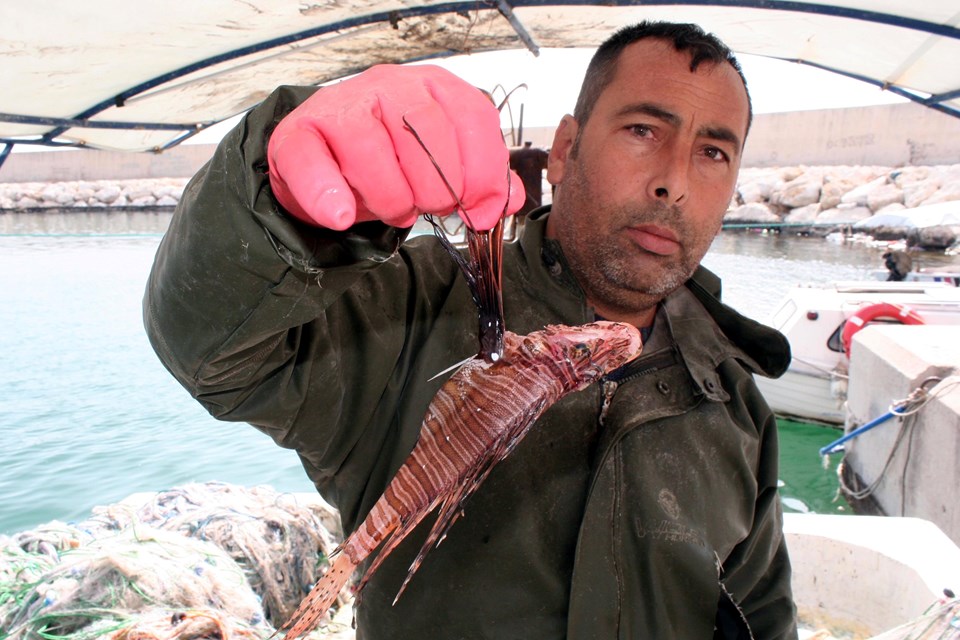 Mersin'de zehirli aslan balığı yakalandı - 1
