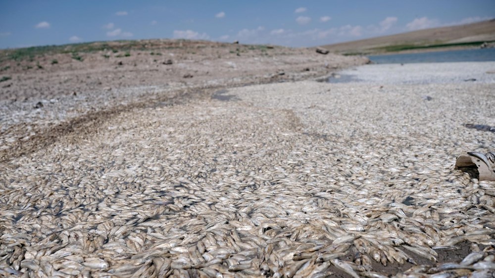May Barajı'nda korkutan görüntü: Sular çekildi, binlerce balık telef oldu - 5