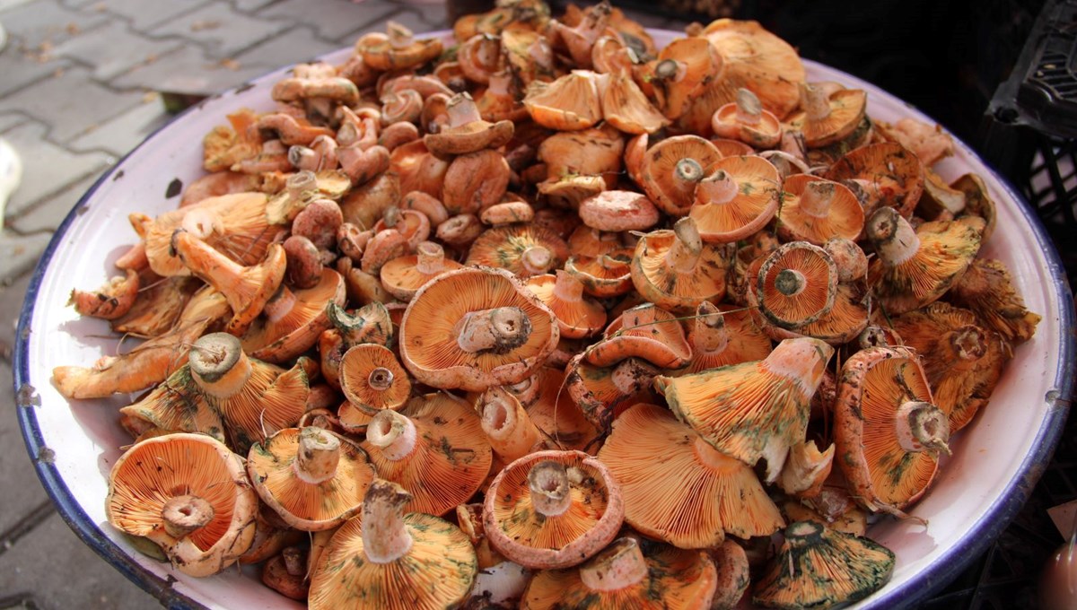 Yağmur sonrası çıkıyor, ormanda tek tek toplanıyor: Kilosu 500 liradan pazara indi