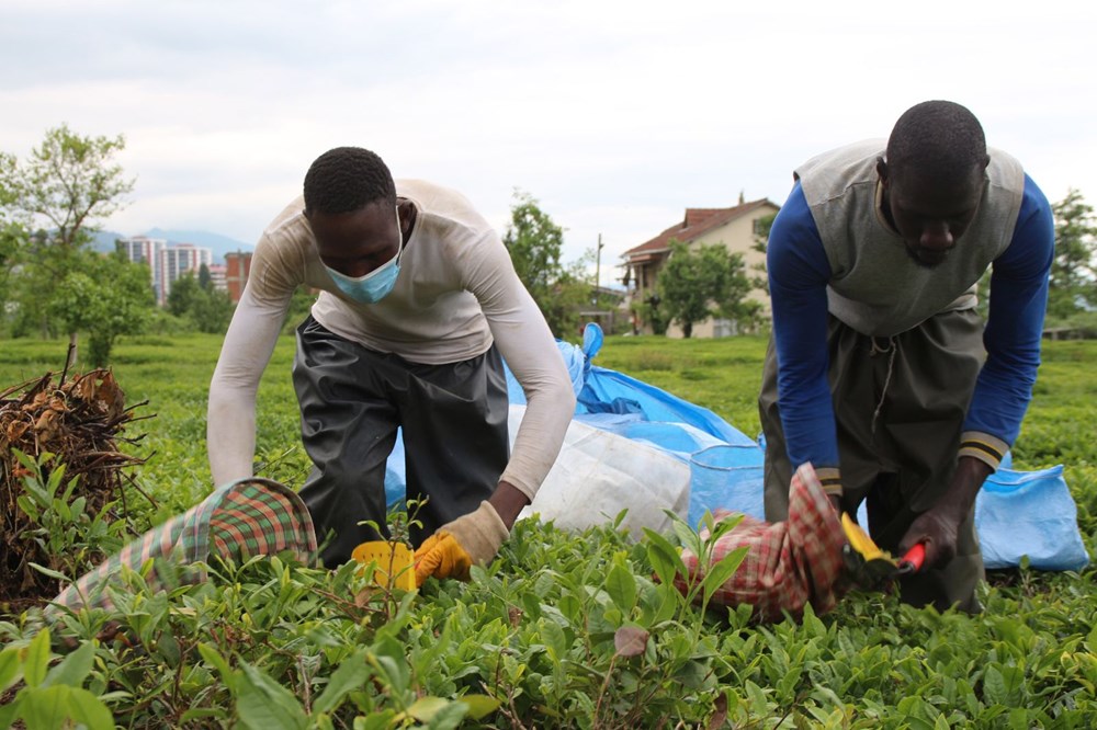 Afrikalı işçiler bu yıl da çay hasadında - 12