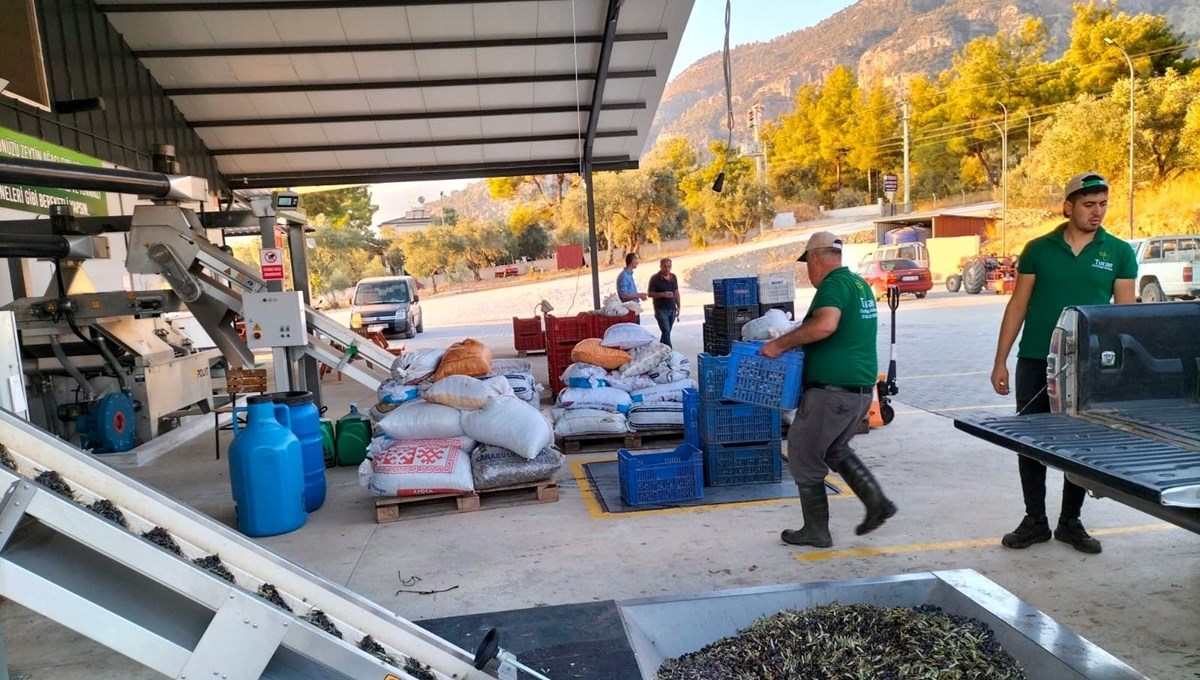 Köyceğiz’de zeytinyağı mesaisi başladı: Bu yıl verim düşük Köyceğiz’de zeytinyağı mesaisi başladı: Bu yıl verim düşük
