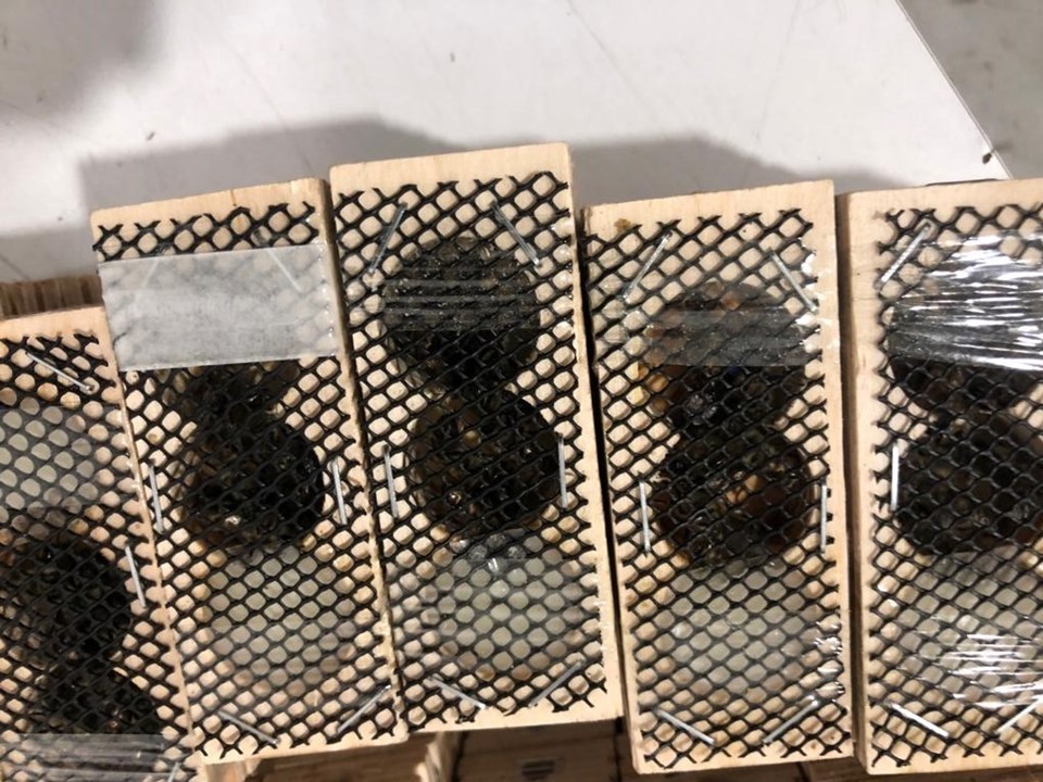 Gümrükte kraliçe arı operasyonu - 1