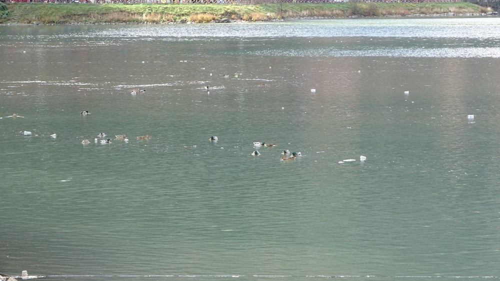 Uzungöl çamurgöl olacak | 35 metre olan su seviyesi 4 metreye düştü - 11