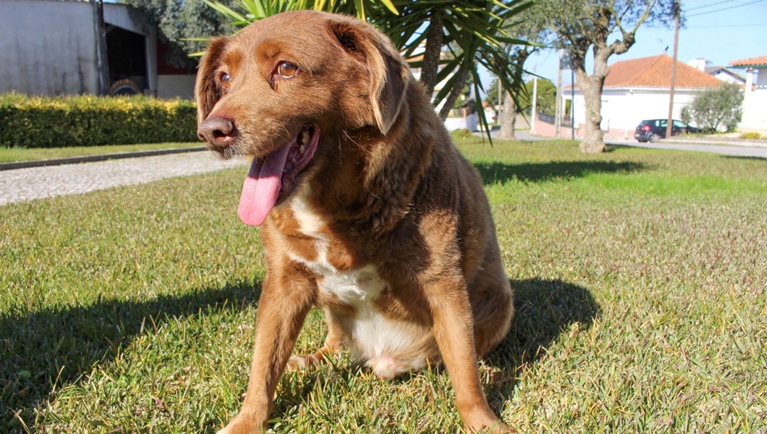 "Dünyanın en yaşlı köpeği" Bobi'nin unvanı geri alındı