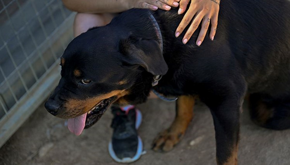 İspanya'da sahipsiz köpekler sorununa çözüm bulundu