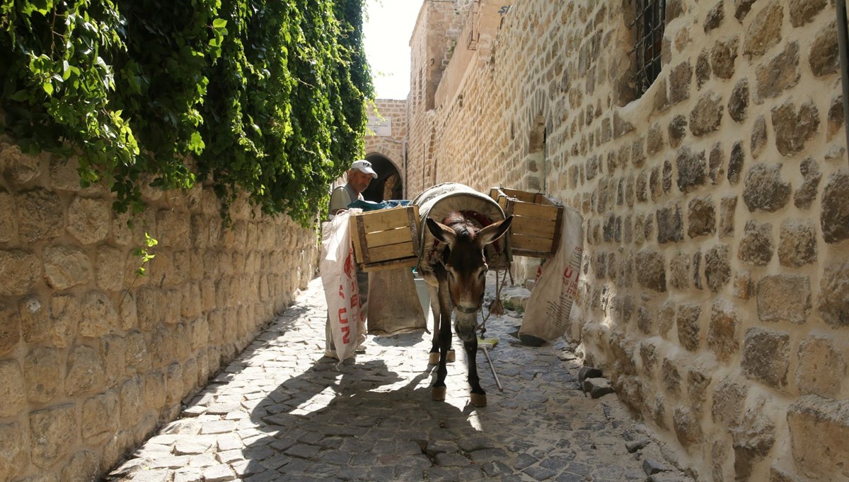 Mardin'de kadrolu eşeklere yaz düzenlemesi