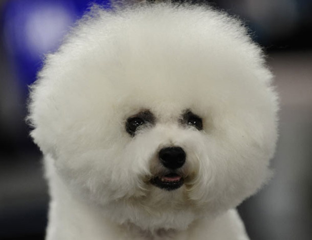 Бишон фризе тори. Шпиц бишон. Бишон фризе и шпиц. Бишон фризе. Шпиц белый и бишон фризе.