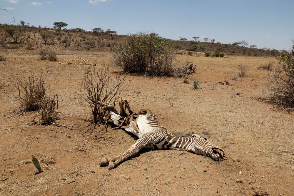 Kenya'da son 40 yılın en şiddetli kuraklığı: Nesli tükenmekte olan hayvanlar art arda ölüyor - 9