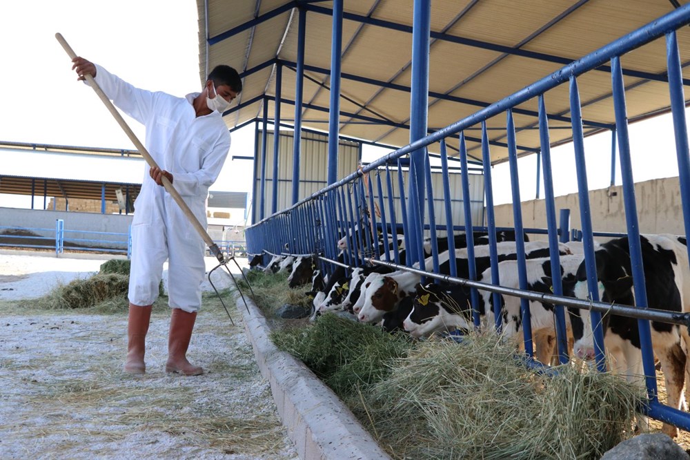 Niğde'de devlet desteğiyle 7,5 milyon liraya çiftlik kurdu - 16