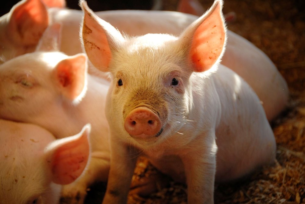 ABD’li cerrahlar domuzdan insana ilk kez çift böbrek nakli gerçekleştirdi: Binlerce hayat kurtarılabilir - 9