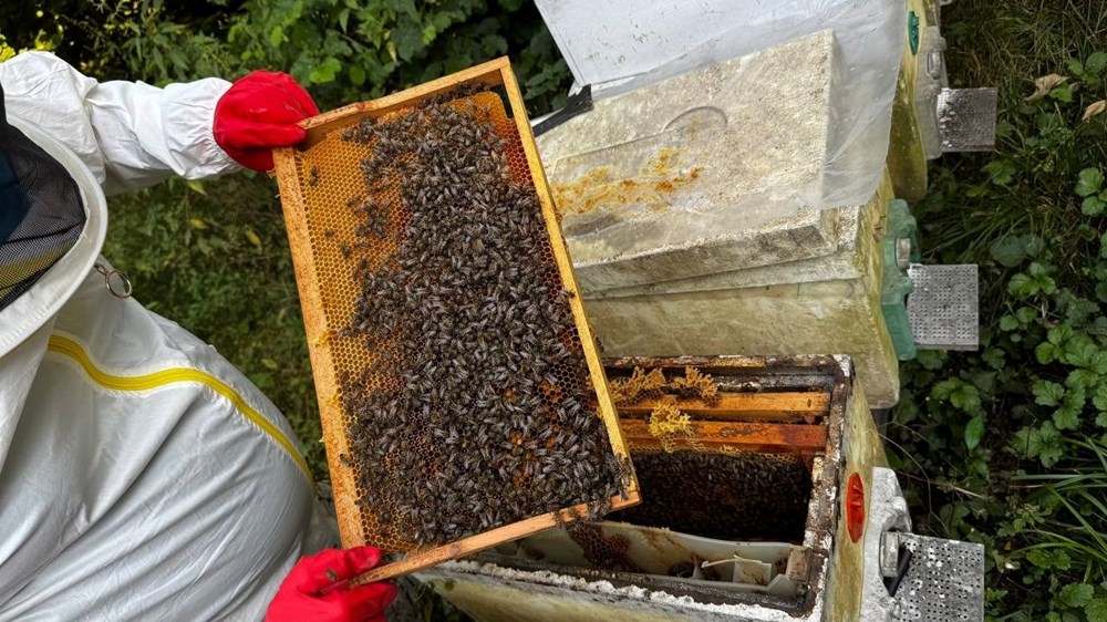 Dedesinin nasihatiyle başladı, geçim kaynağı oldu: 1 ton üretmeyi hedefliyor - 7