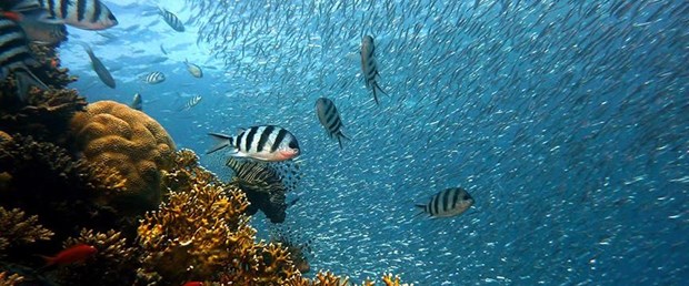 deniz-balık.jpg