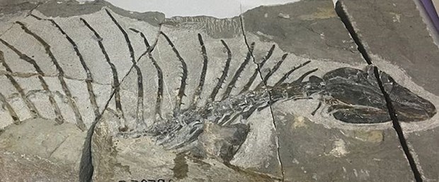 dino-fosil.jpg
