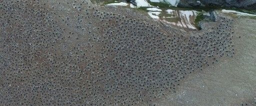 antartikada-1-5-milyonluk-yeni-penguen-surusu-kesfedildi,Z56byLXra0ihkn0C8NQ22A.jpg