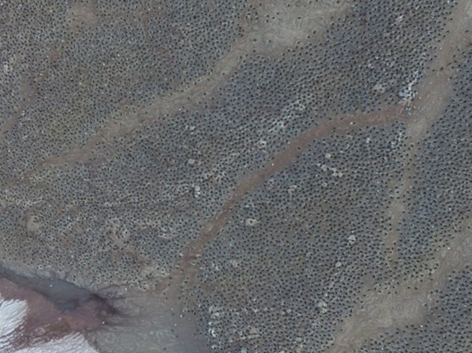 Penguenlerin drone'la havadan çekilmiş görüntüleri
