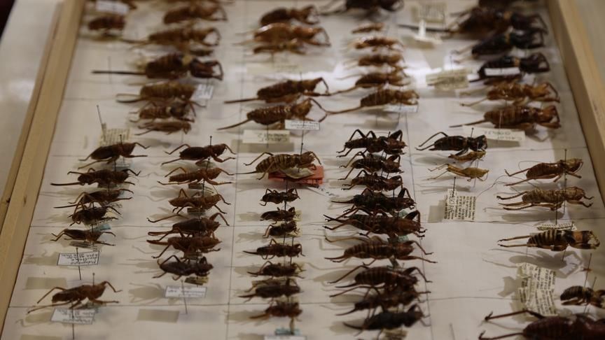 kalem kac kilometre yazi yazar