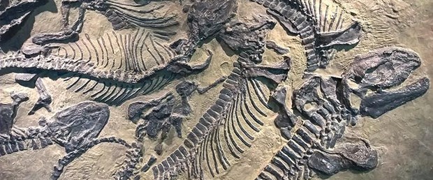 dinozor fosili kalıntıları.jpg