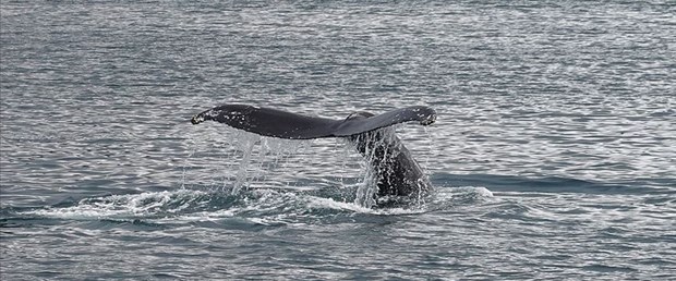 Dişi çubuklu balinalar yavrularına 'fısıldıyor'