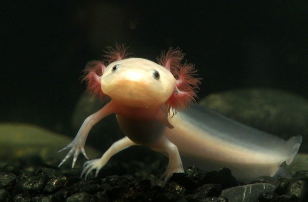 Aksolotl