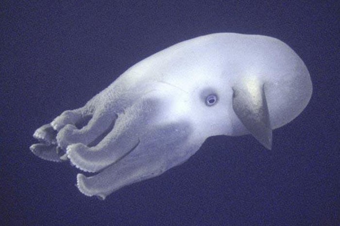 Dumbo Octopus