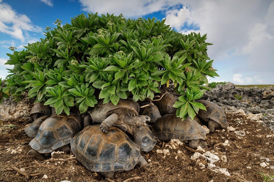 Dev kaplumbağalar Seyşeller’de yer alan Aldabra’da bitki örtüsünün altında sığınıyorlar.