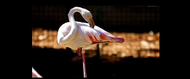 flamingo.jpg