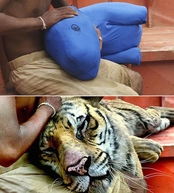 LIFE OF PI