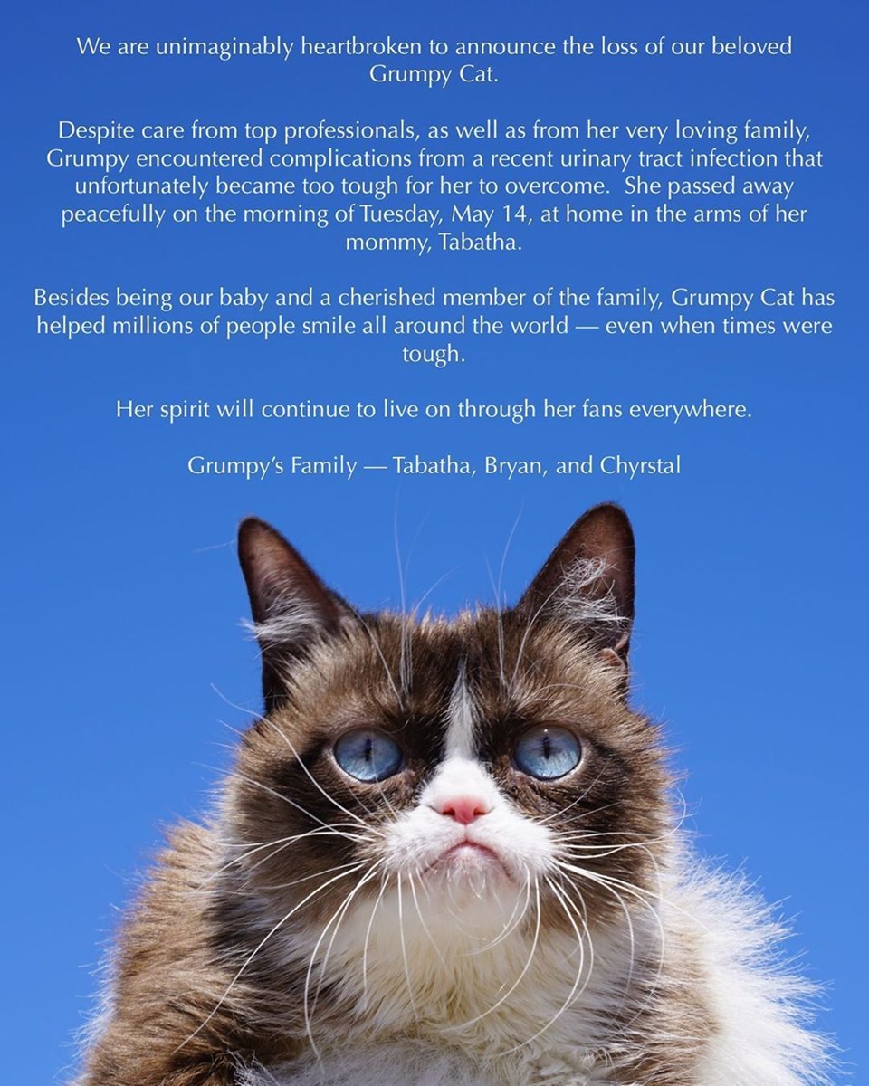 Huysuz Kedi �Grumpy Cat� hayatını kaybetti 1 NTV