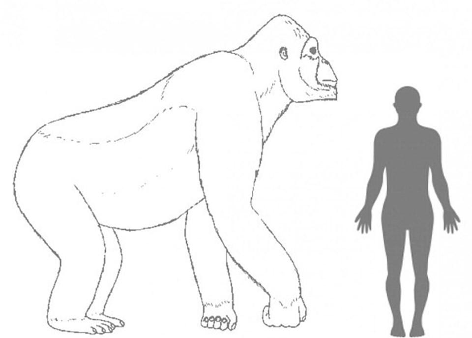 Gigantopithecus'un bir insandan yaklaşık 5 kat daha ağır ve maksimum 3 metre uzunluğunda olduğuna inanılıyor.