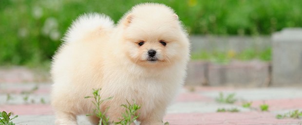 170704-sarp-sınır-kapısı-yavru-köpek.jpg