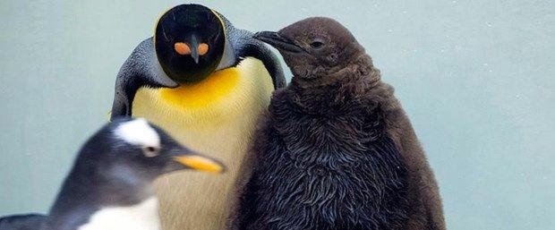 kral-penguenlerinin-sayisinda-buyuk-dusus,KyAh8mZSFk2nw9Sk441JBw.jpg