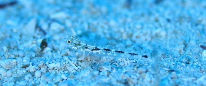 Türk bilim insanları, Akdeniz ve Avrupa...