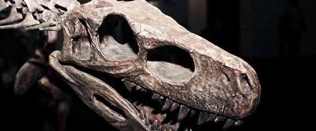 dinozor.jpg