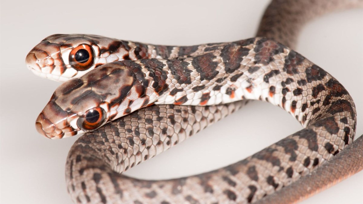 abd de cift basli yilan bulundu