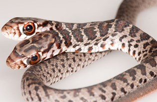 abd de istilaci tur alarmi ntv