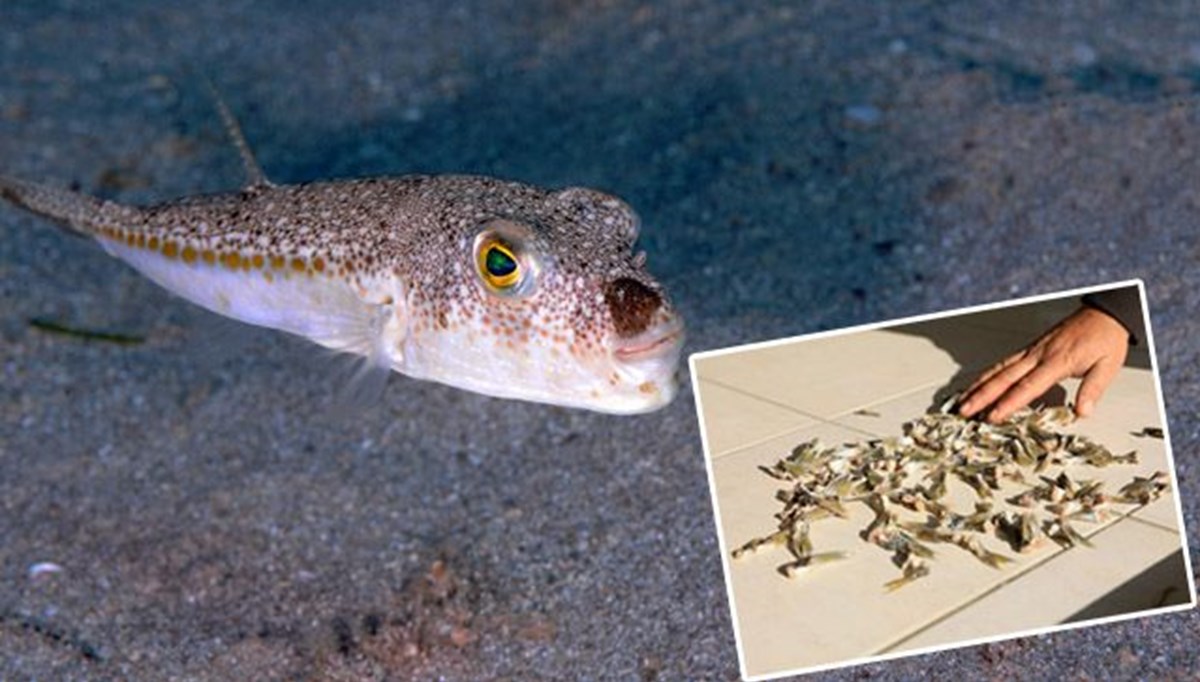 Balon balığı tebliği değişiyor, kuyruk alımı geri geliyor