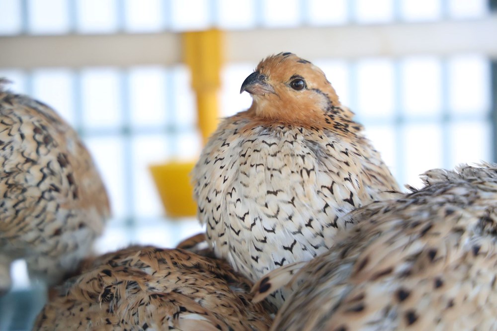 ABD'den 17 Cins Getirdi, Köyünde Çiftlik Kurdu: Girişimci Genç, Şimdi Dünyaya Satıyor 73 tfZ 7T lPk2MgEuWlZ2mwg