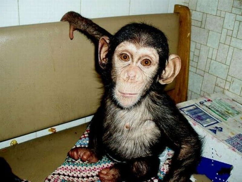 Сколько живут обезьяны в домашних. Ручная обезьянка. Ручная мартышка. Продается обезьянка. Домашние обезьянки.