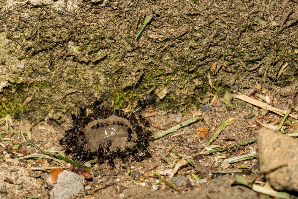 Bilim insanları açıkladı: Dünyada kaç tane karınca var? - 7