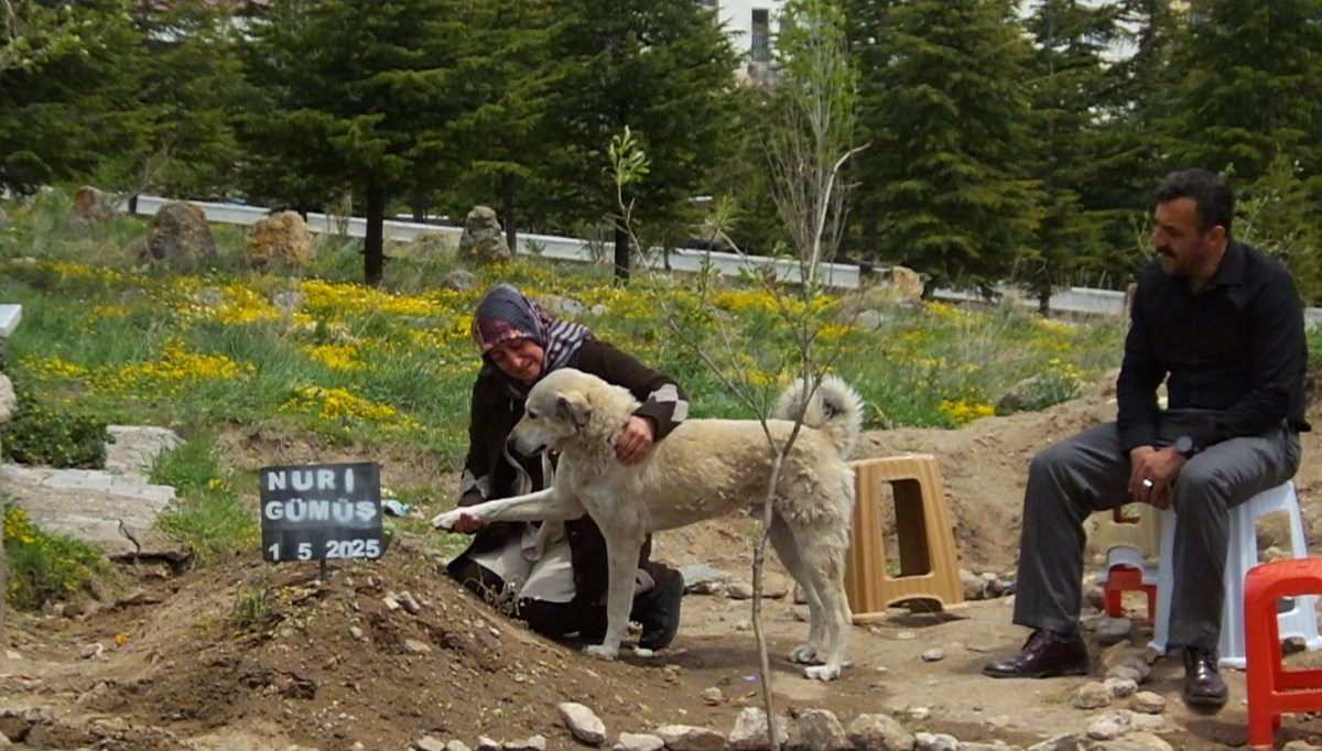 Nevşehir'de Garip adlı köpek, sahibinin mezarının başından ayrılmıyor: ''Sanki bize bir şeyler anlatıyor''