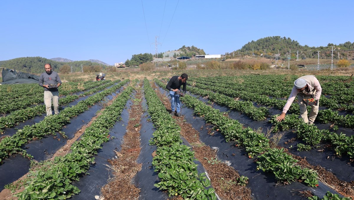Kötü kolesterolü düşürüp kronik hastalık riskini azaltıyor! Hatay'ın bereketli topraklarında hasadı yapıldı: Tarla fiyatı 120 lira