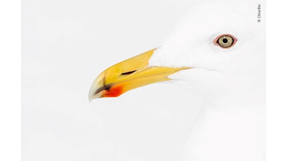 Yılın Vahşi Yaşam Fotoğrafı finalistleri belli oldu (Wildlife Photographer of the Year) - 7