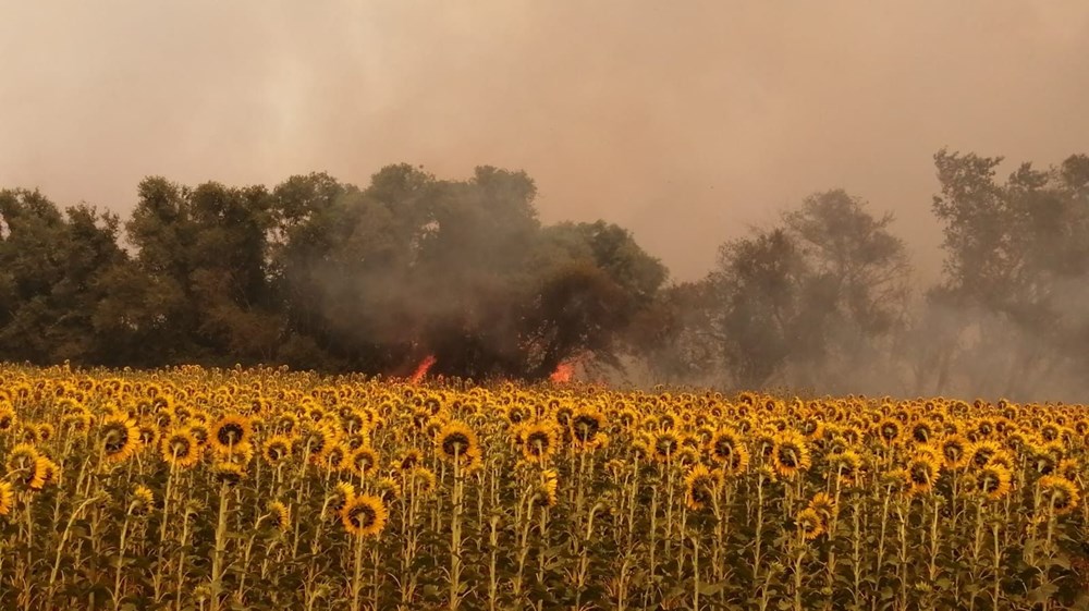 Gelibolu Yarımadası'nda orman yangını - 8