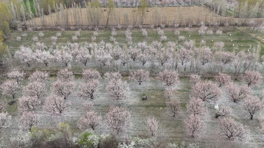 Kayısı Çiçeği Rüyaları: Kartpostaldan Fırlamış Bahar Manzaraları 76 tlQ