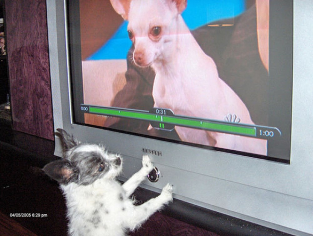 Собаки смотрят телевизор. Собака и телевизор. Домашние животные ТВ. Телевизор животные прикол. Животные смотрят телевизор.