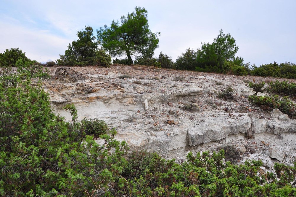 21 milyon yıllık fosil ağaç ormanı tehlikede - 15