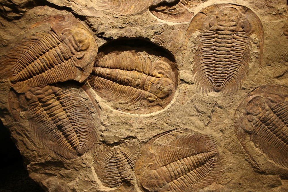 Çin'de 250 hayvan türüne ait 500 milyon yıllık fosiller bulundu - 5